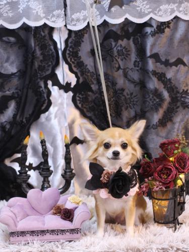 20231006りるちゃん